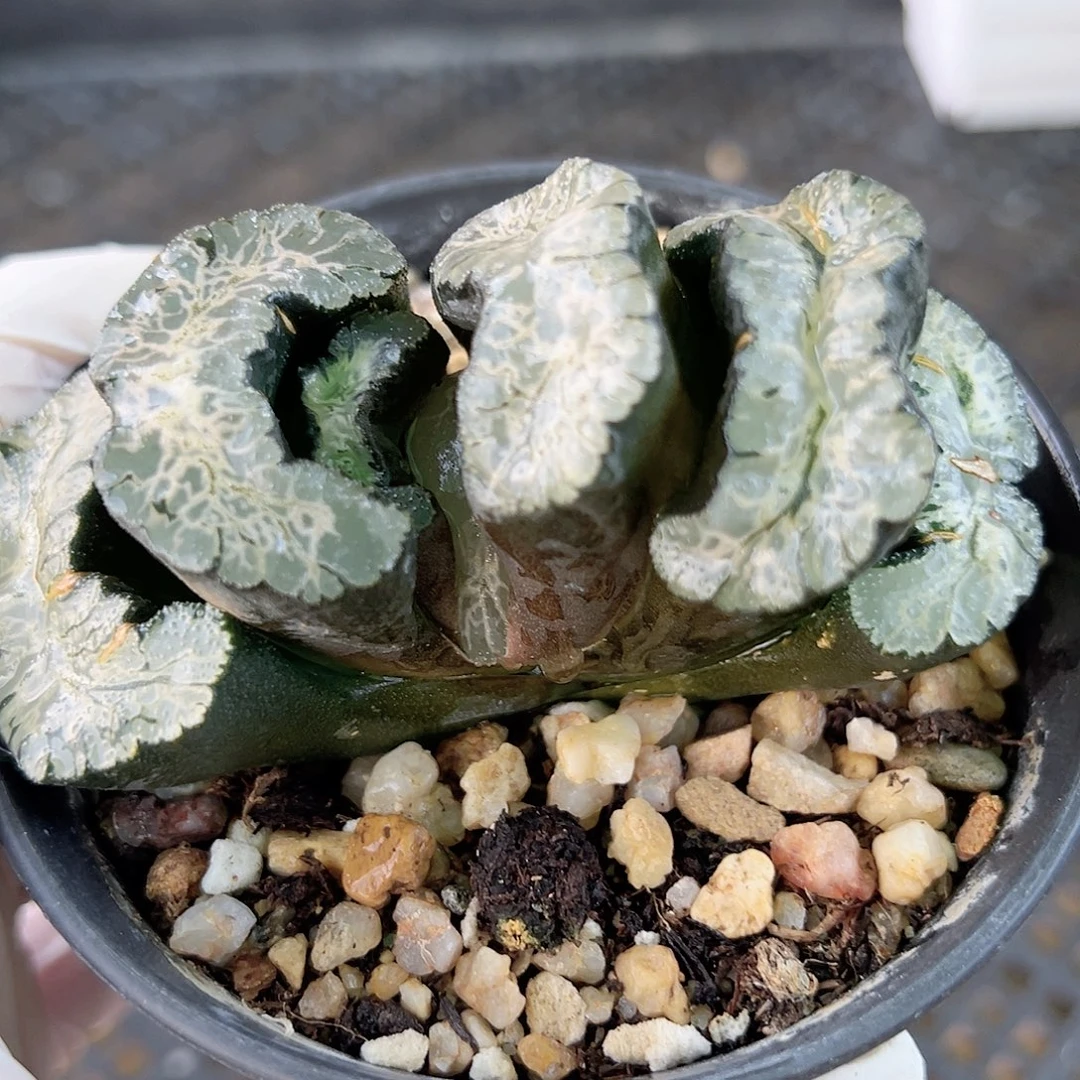 1003 好养易活生石花大母本9cm盆