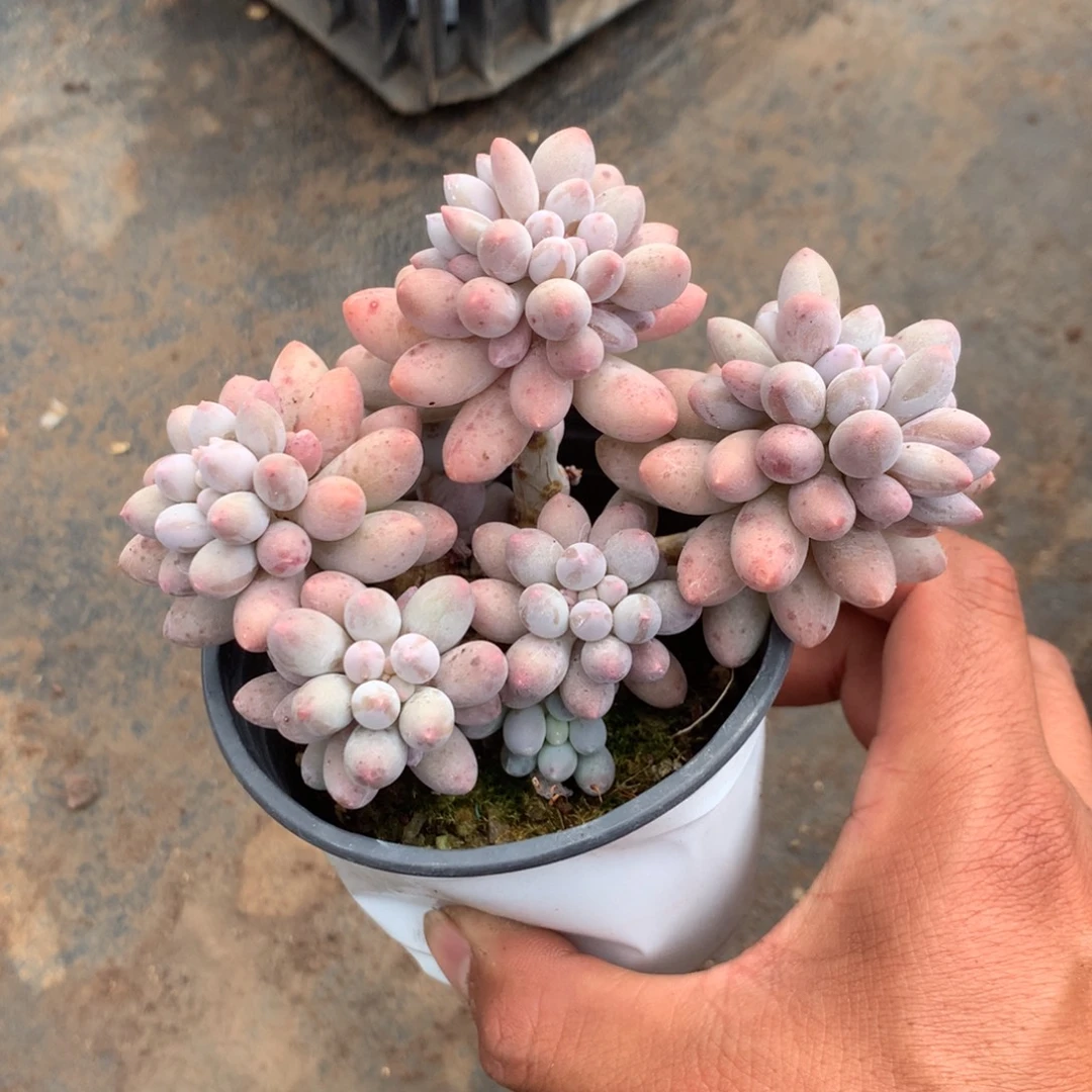 人工关节治疗和各种风湿骨