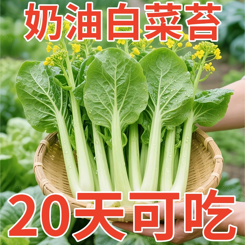白菜苔种子四季早熟速生奶油白菜种籽四九菜心蔬菜种植阳台庭院