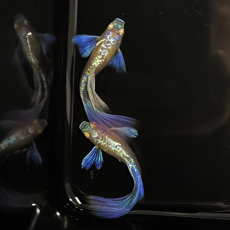 鱼房精品紫白飞船粗腰孔雀鱼基因稳定满鳞