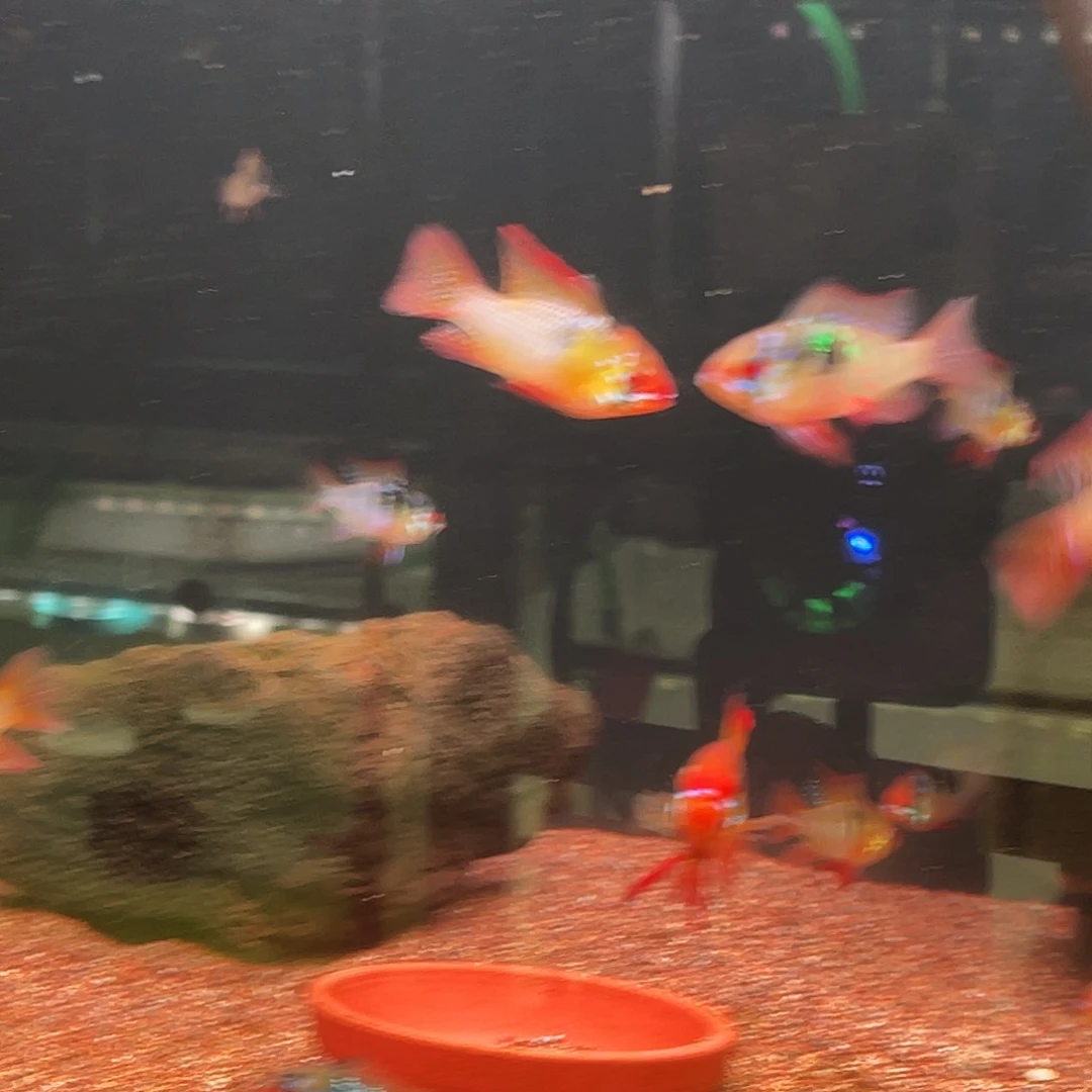 海水短调皮瓦斯9条