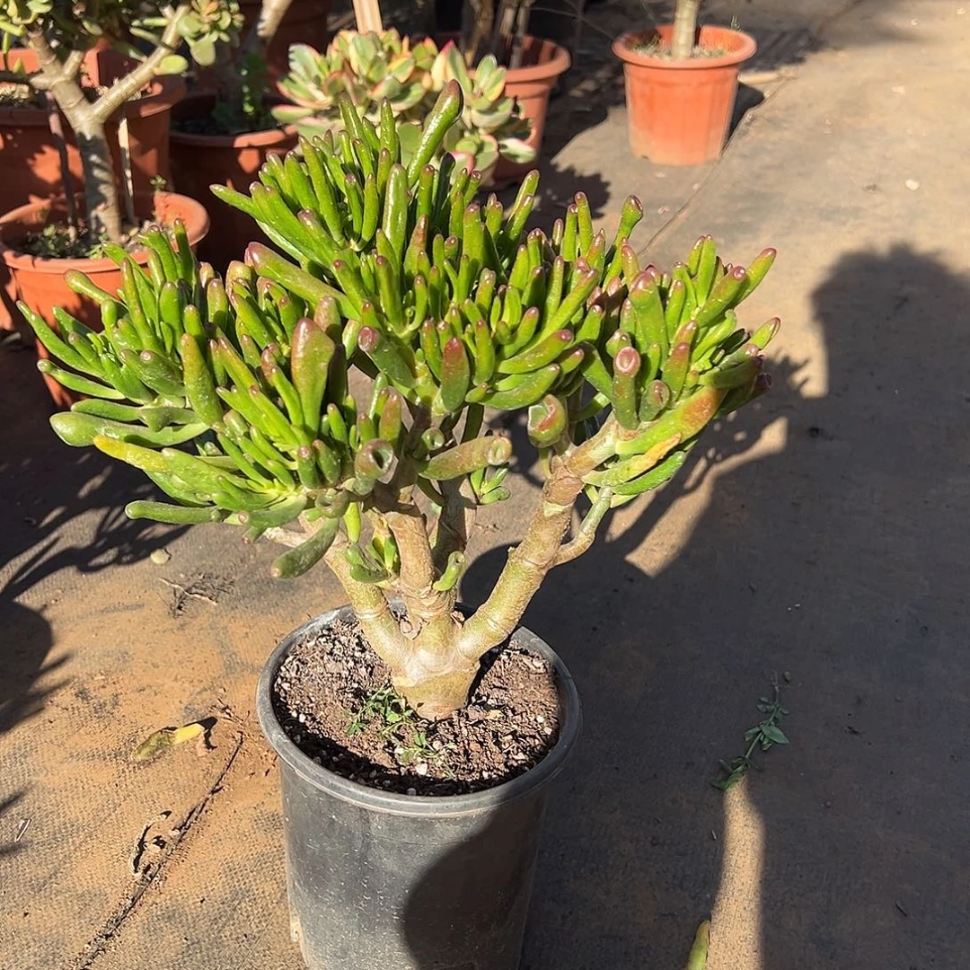 4年吸财树带土球发货