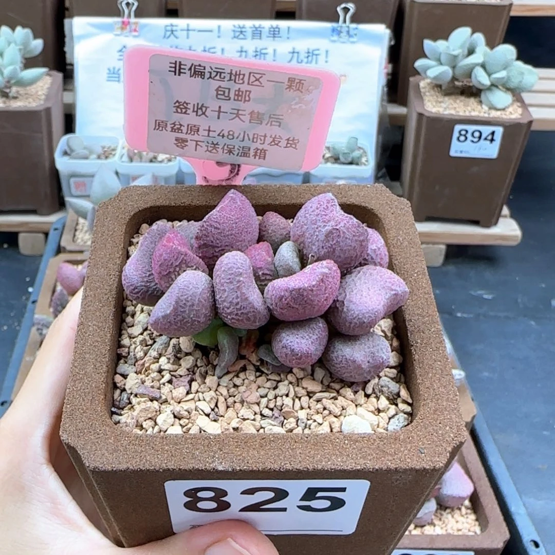 825夏娃多肉植物