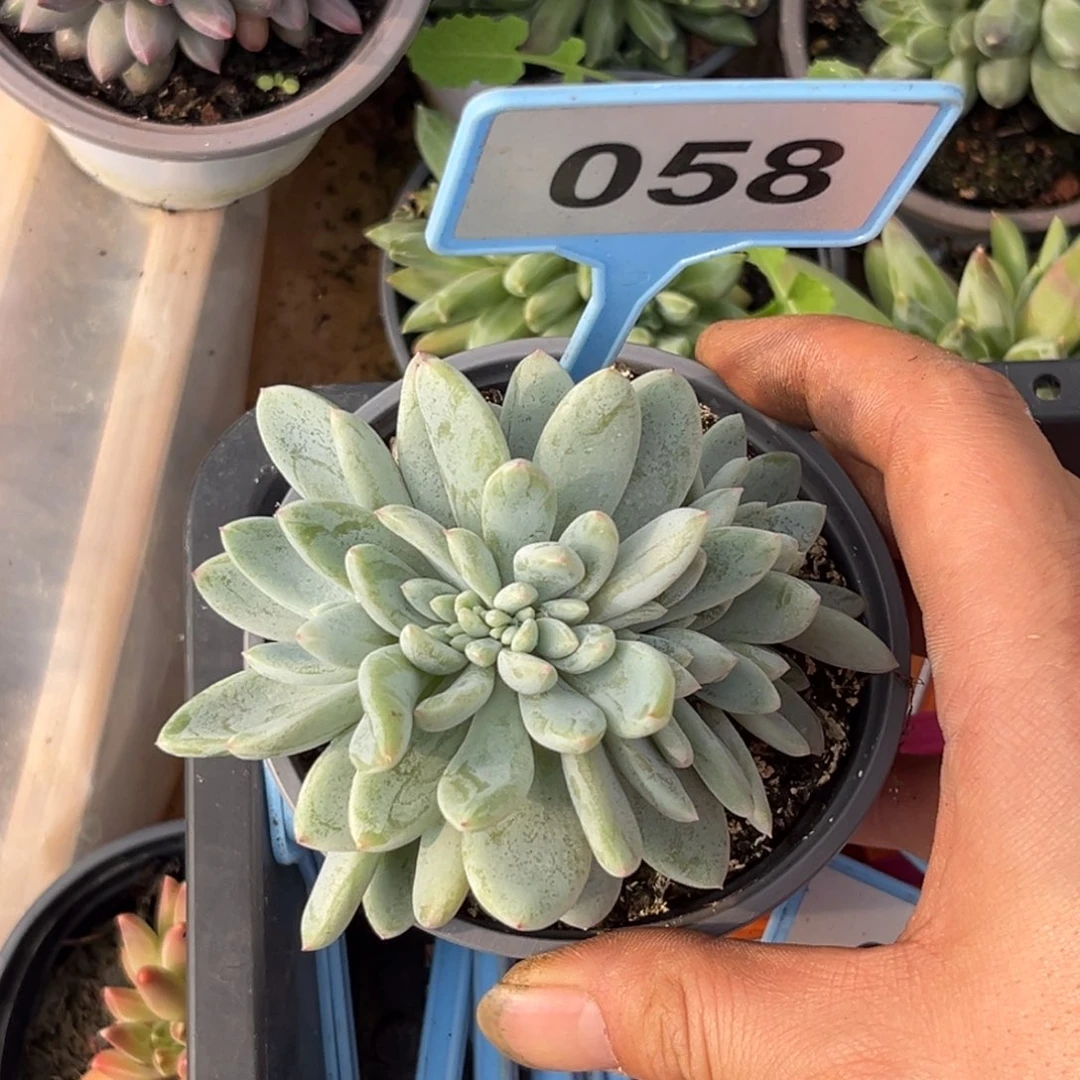 多肉植物阿斯托姆缀058