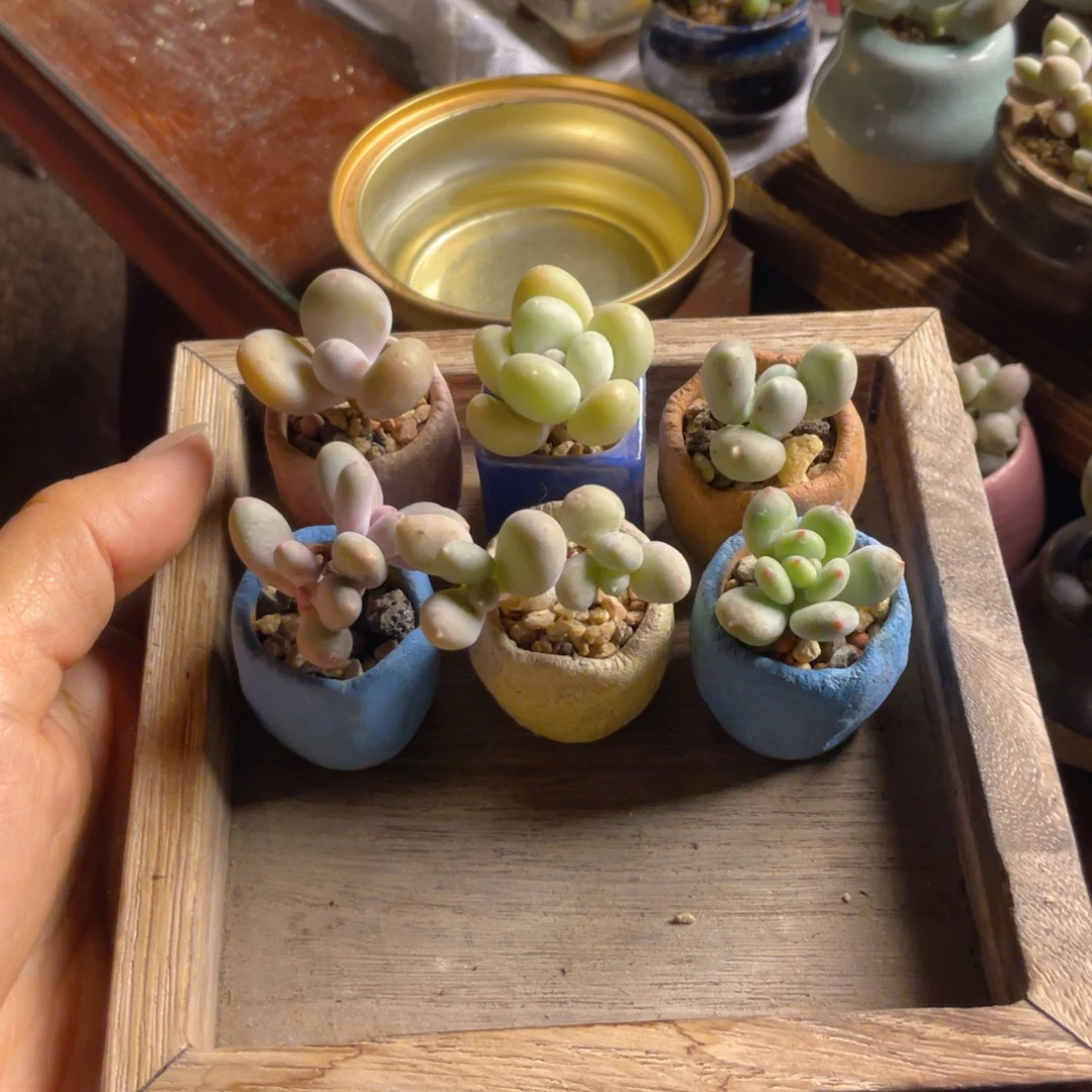 六款奶酪六款六款