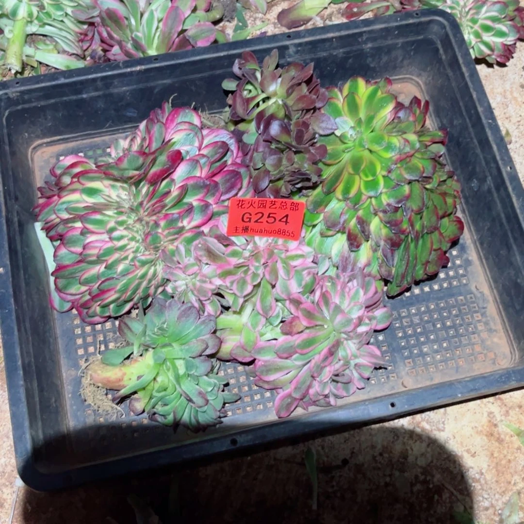 组合254多肉植物