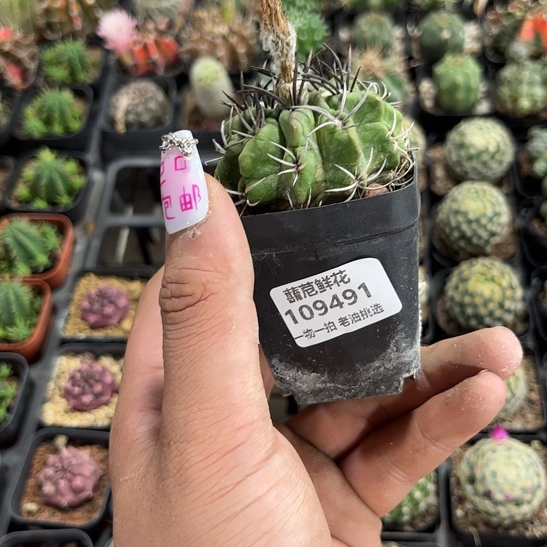 在***生109491一物一拍单头发货