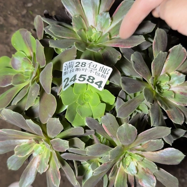 24584灰姑娘多肉植物