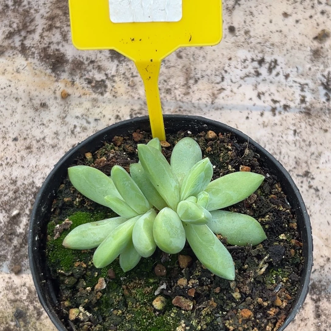 橙色奇迹多肉植物一物一拍