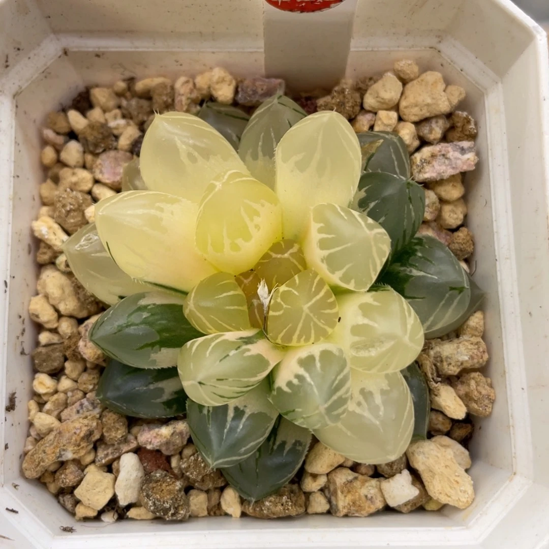 小蔡的菜园113龙爪锦