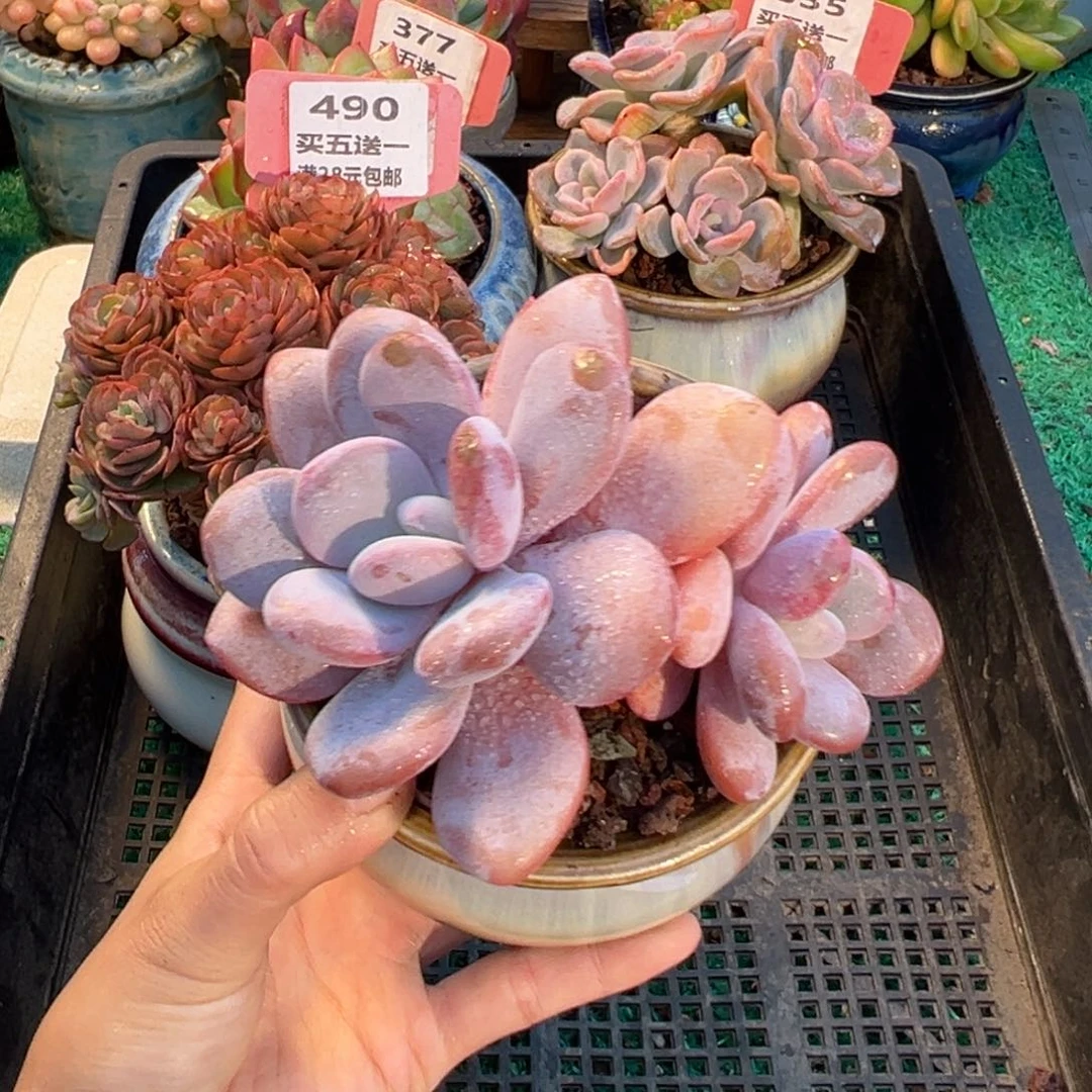 表妹精品多肉植物469: