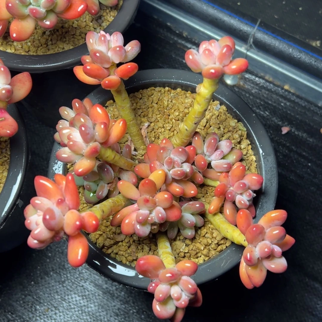 【闪购商品】苹果奶多肉39.8