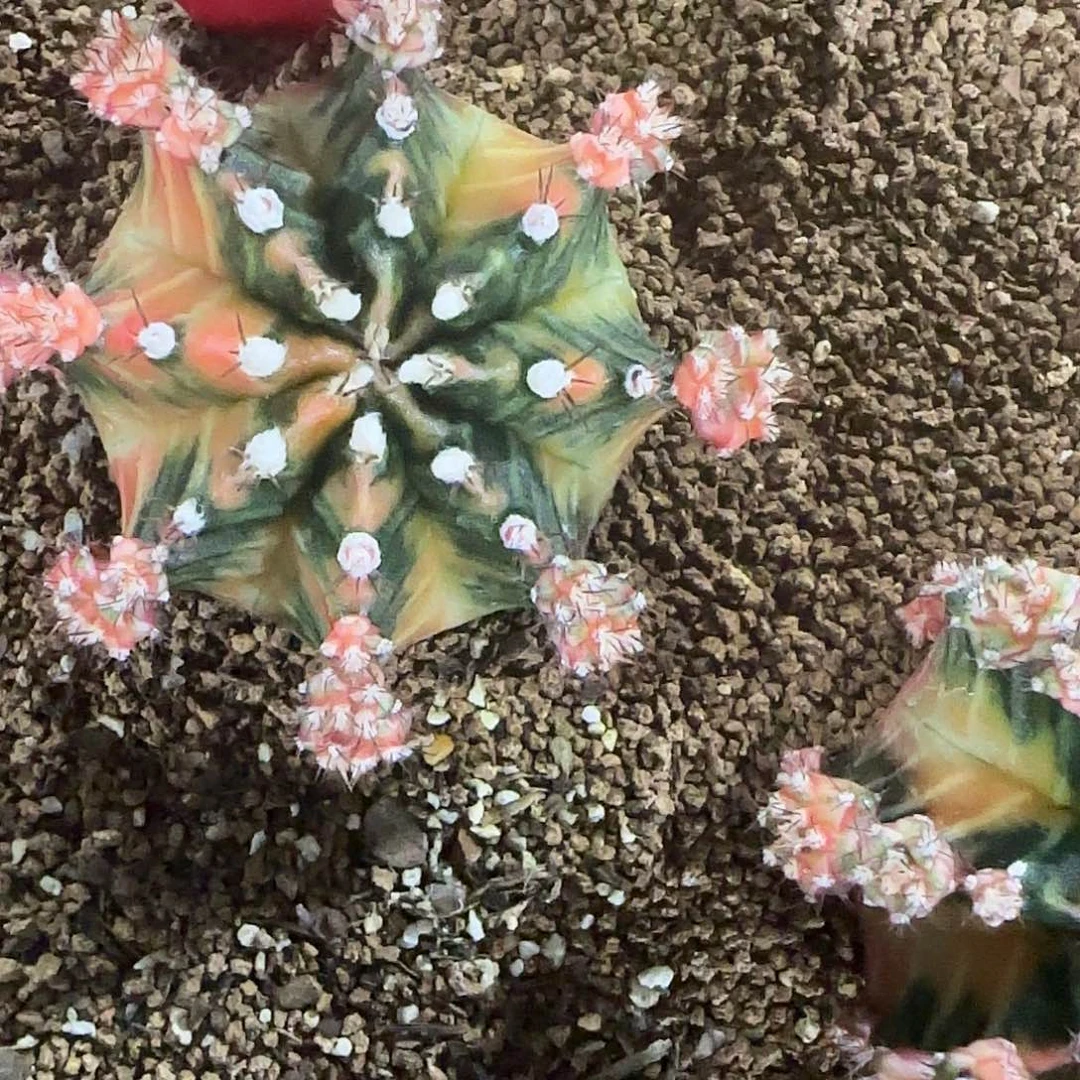 L736-0103泰国发货 马丽团团转