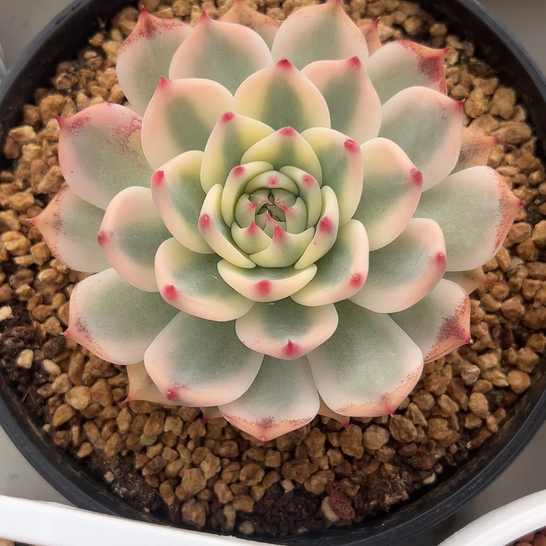吉娃娃锦多肉植物