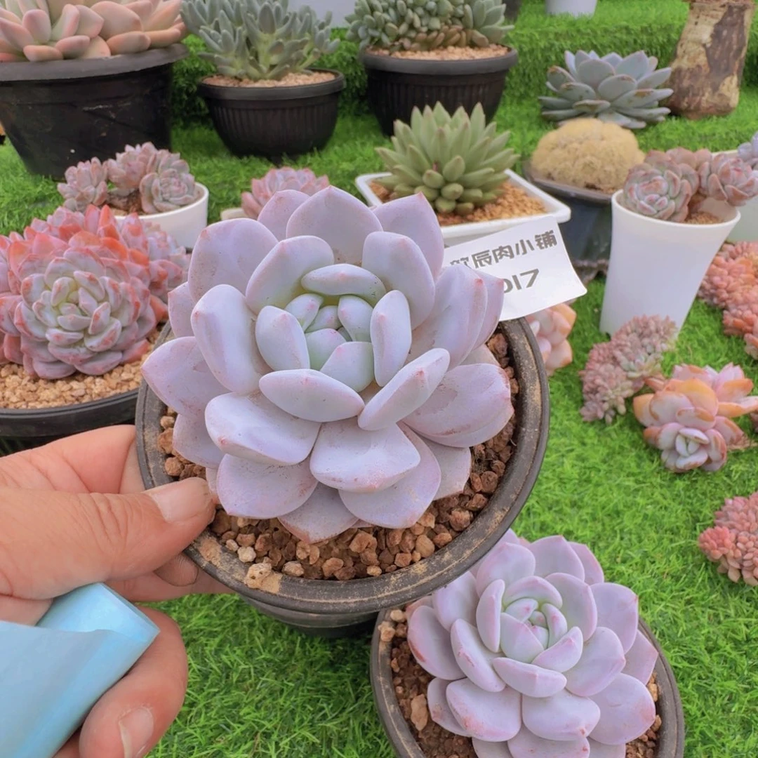 燕***语多肉植物奶盖9017