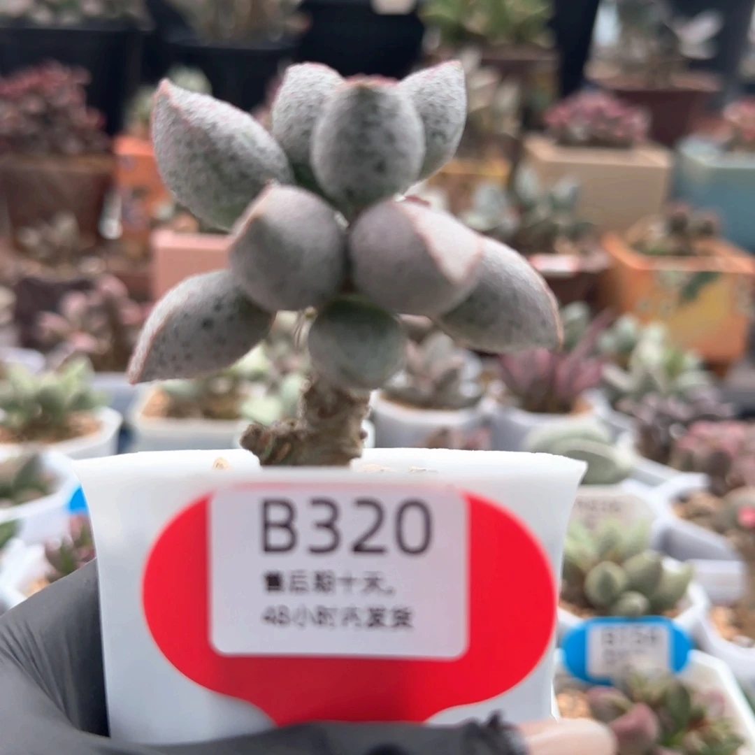 箐****福利。       320。