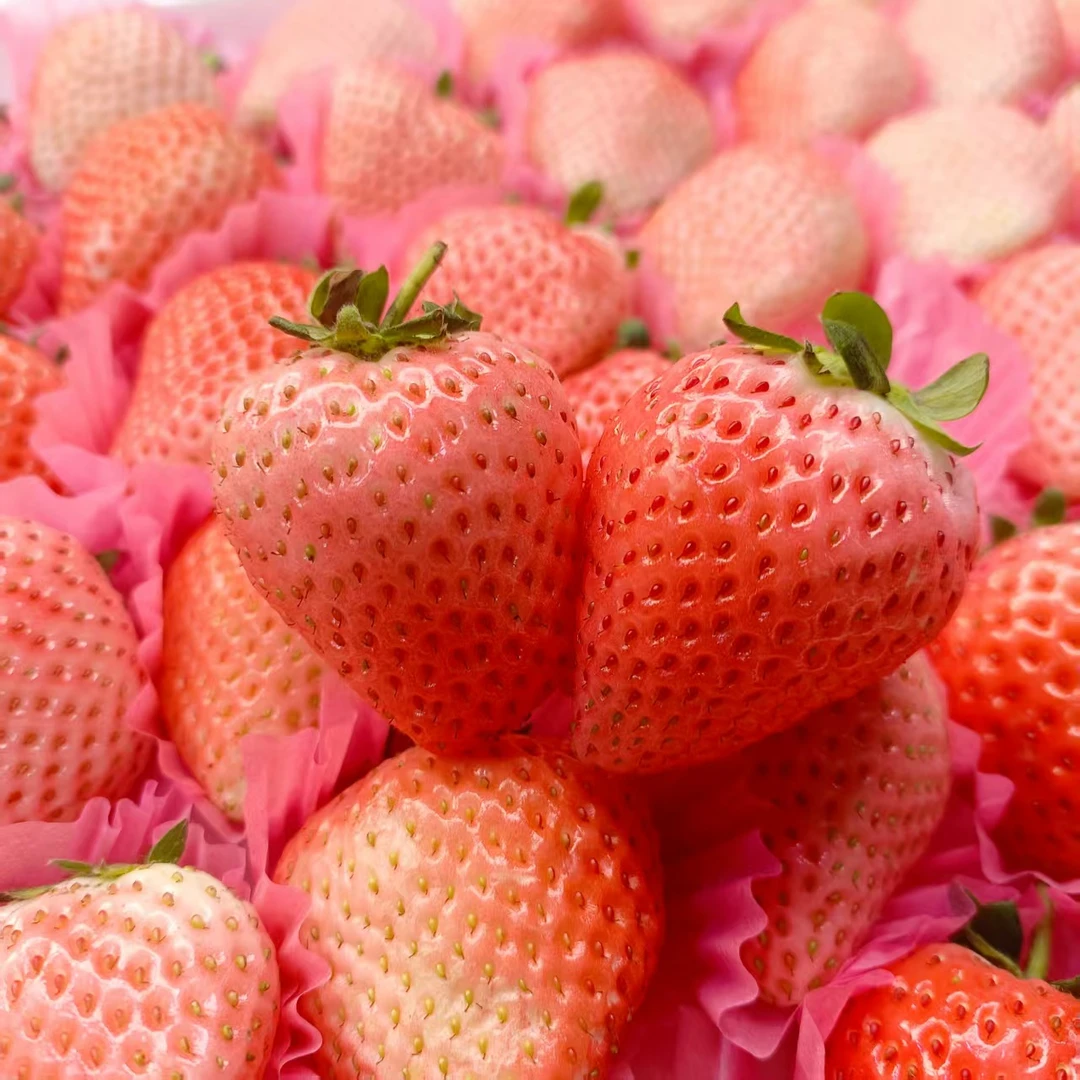 淡雪白草莓轻微畸形<坏果包赔>