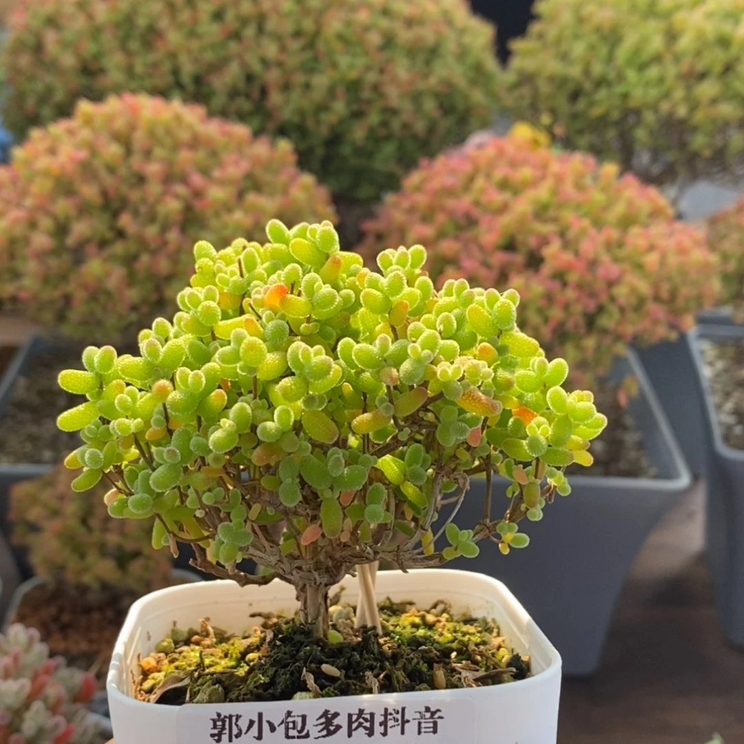 金橘糖球3241枝干番杏