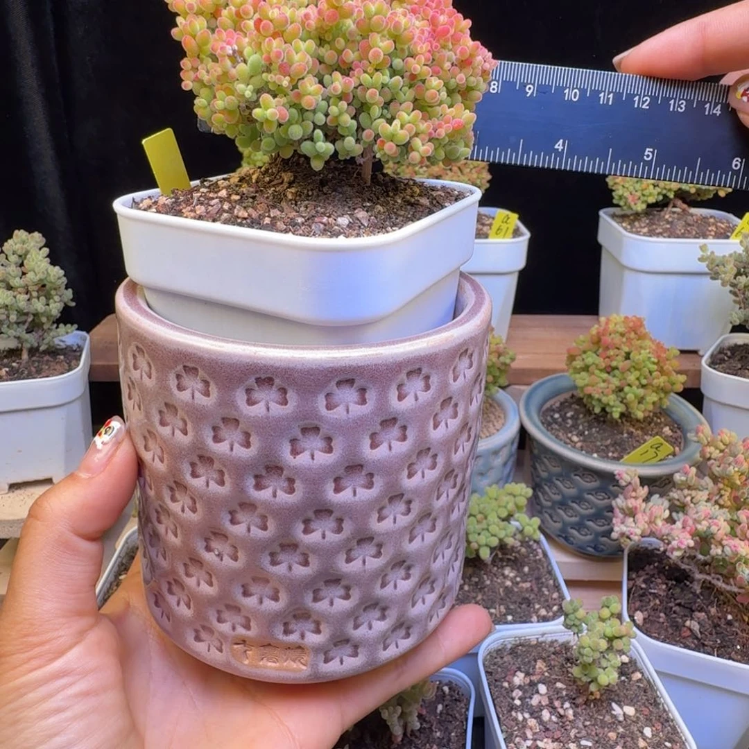 咔*龙a20号蜜橘冠服7厘米左右带个盆清台福利