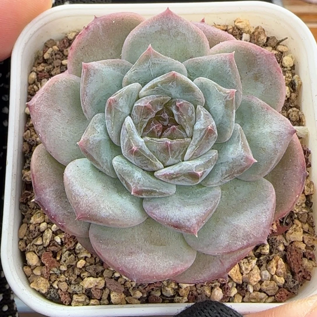 多肉1013--318福利