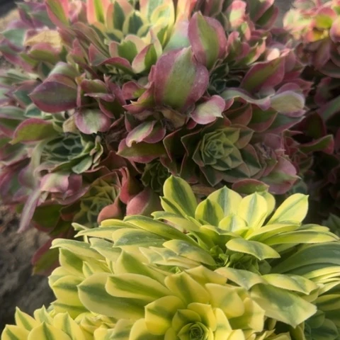 法师金丝雨花石2颗18-23