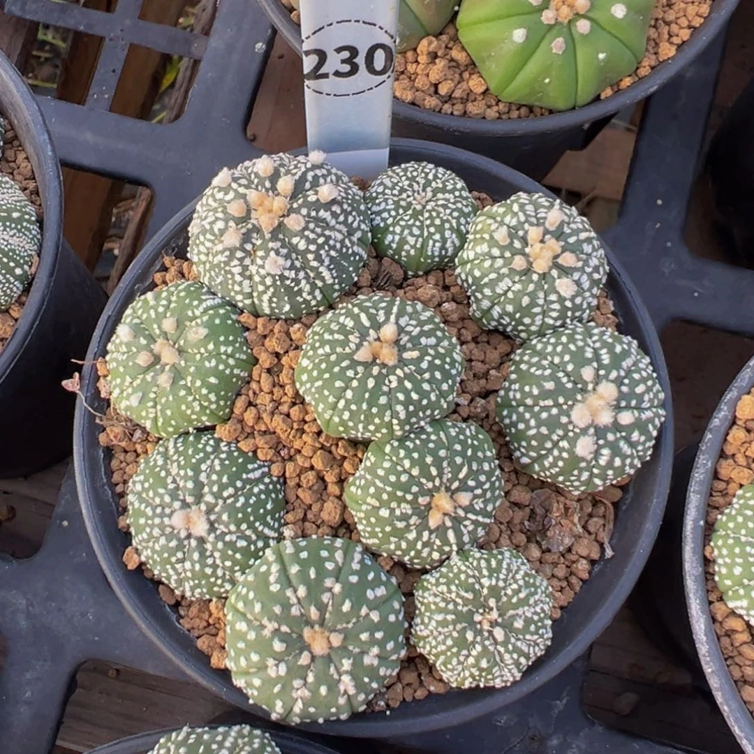 230实生根一盆兜多肉植物带盆土