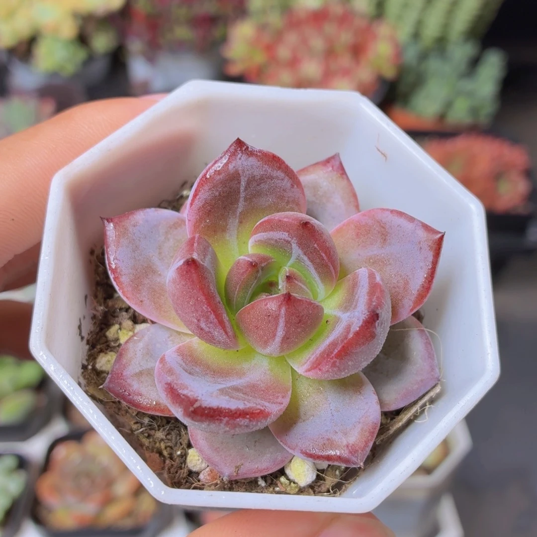 夜魔侠多肉9.9包邮发货