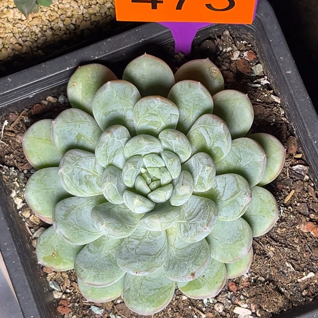 多肉植物百搭翡翠473