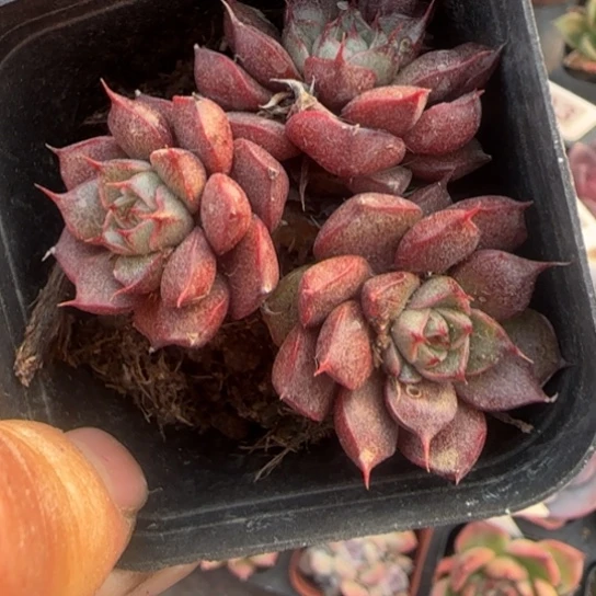 296猫眼多肉植物的