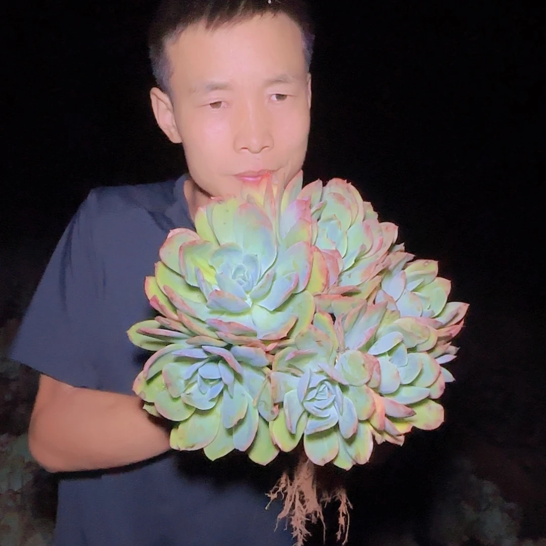 地栽绮罗仙子多肉