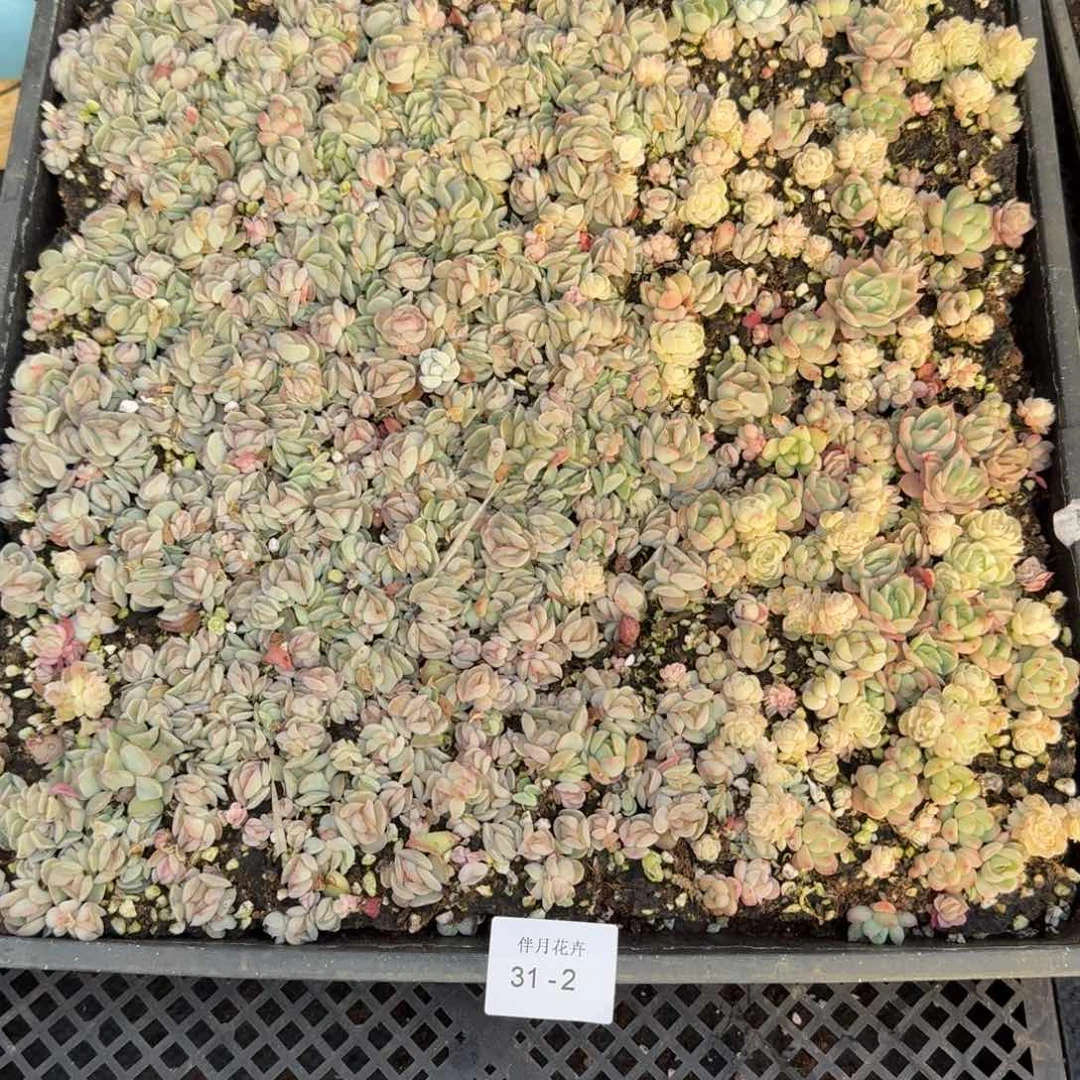 千*墨多肉杂交一物一拍31-2