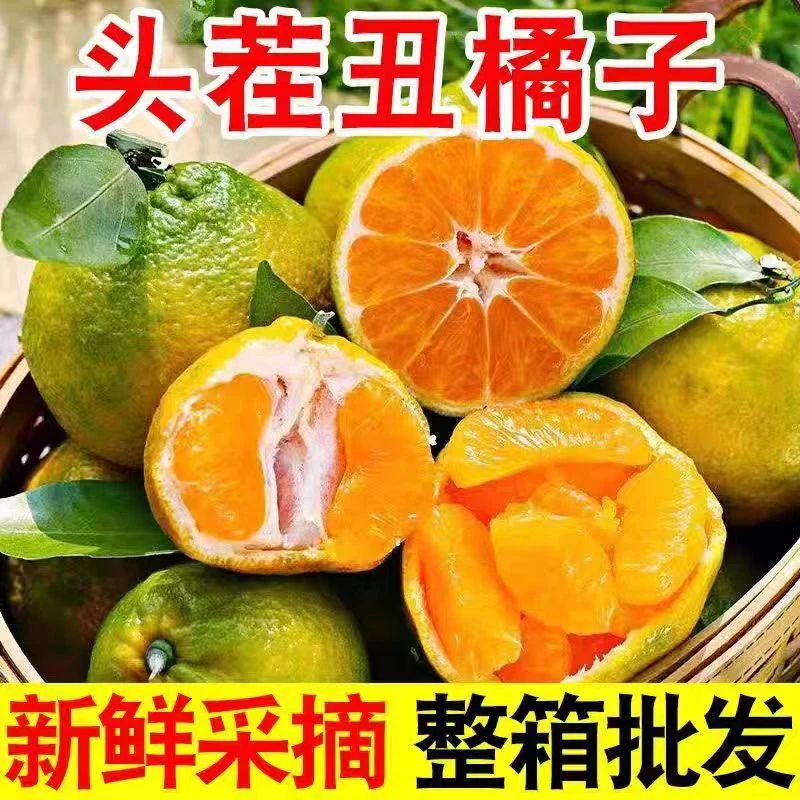 云南高山丑橘脆爽酸甜当季新鲜水果多仓发货