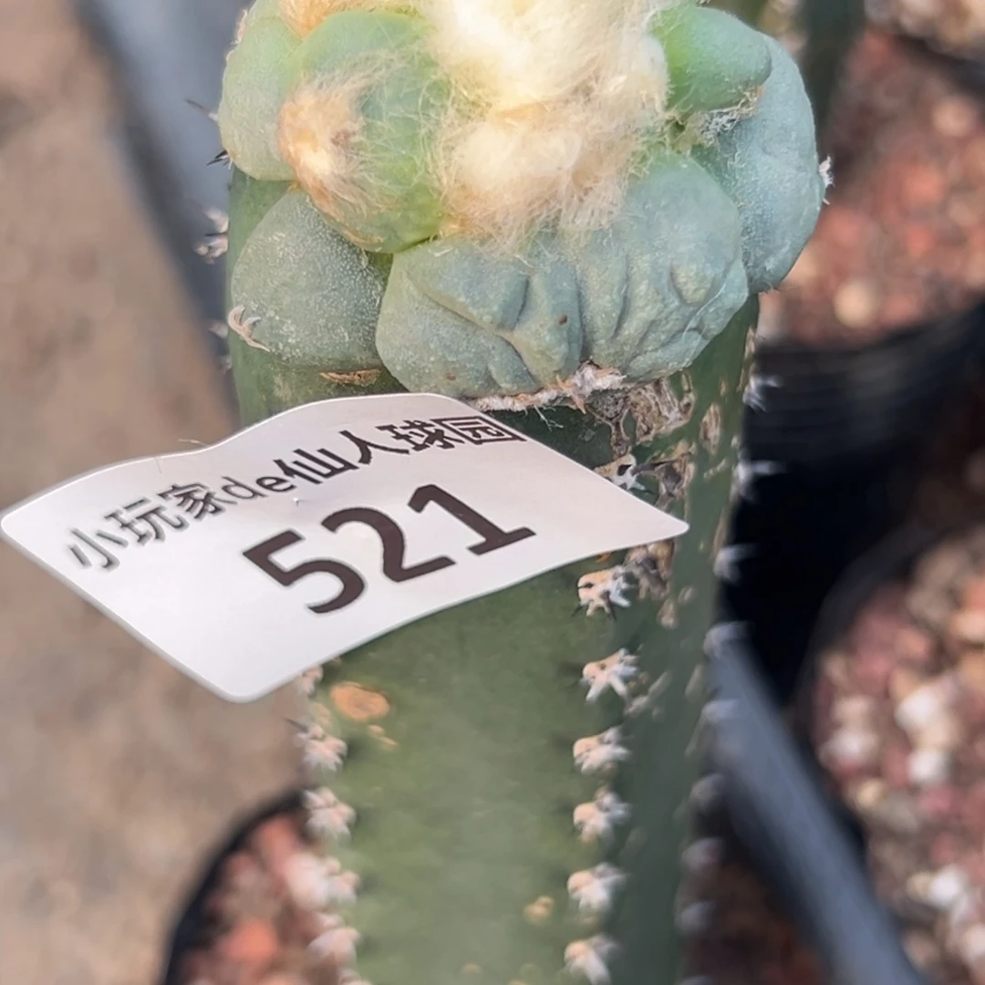俊***河521 仙人球的牡丹啊