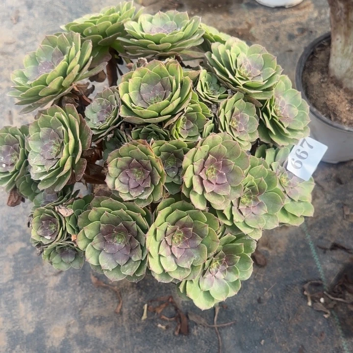 667两单包邮万圣节。