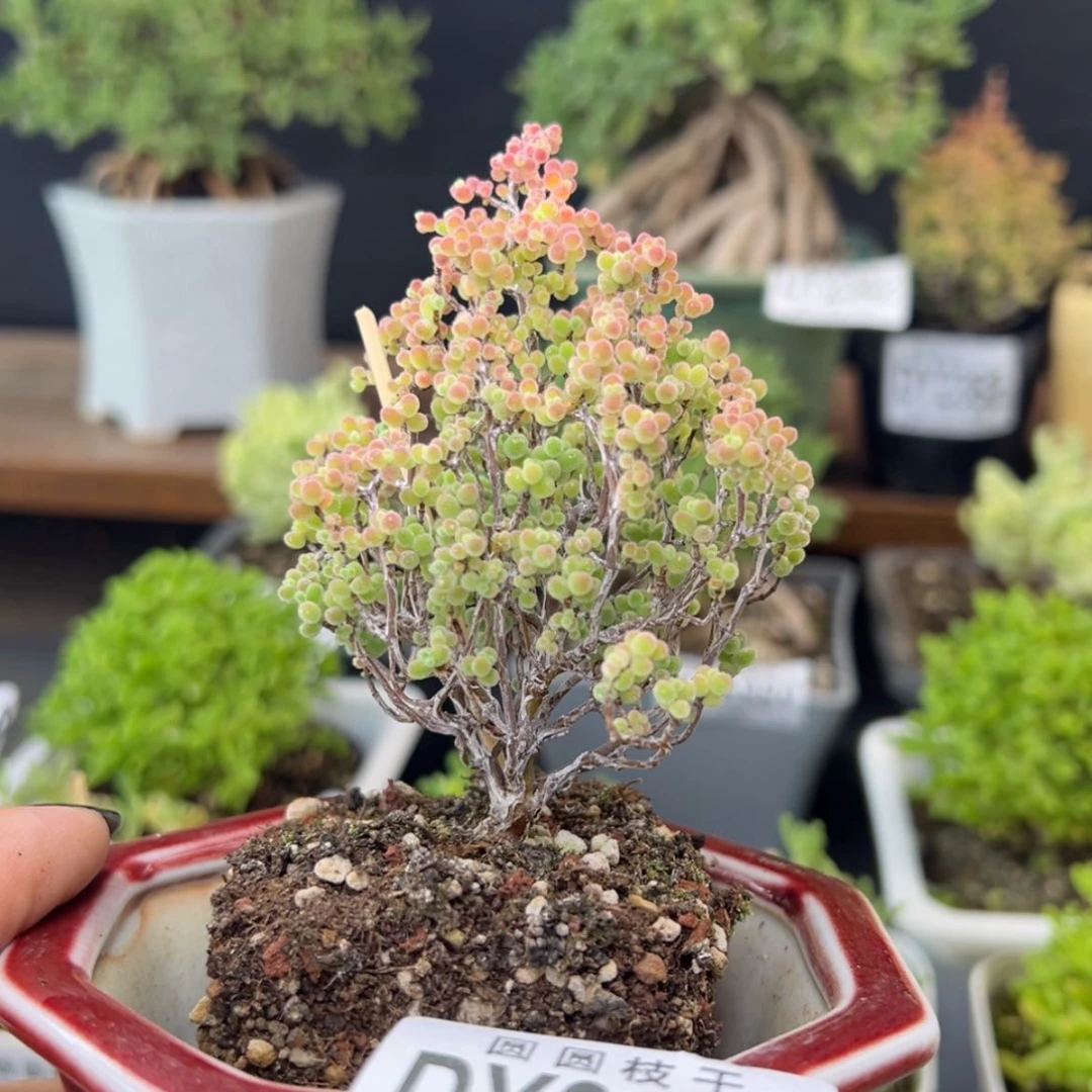 【闪购商品】茶*荼dy2425蜜橘糖球带盆价