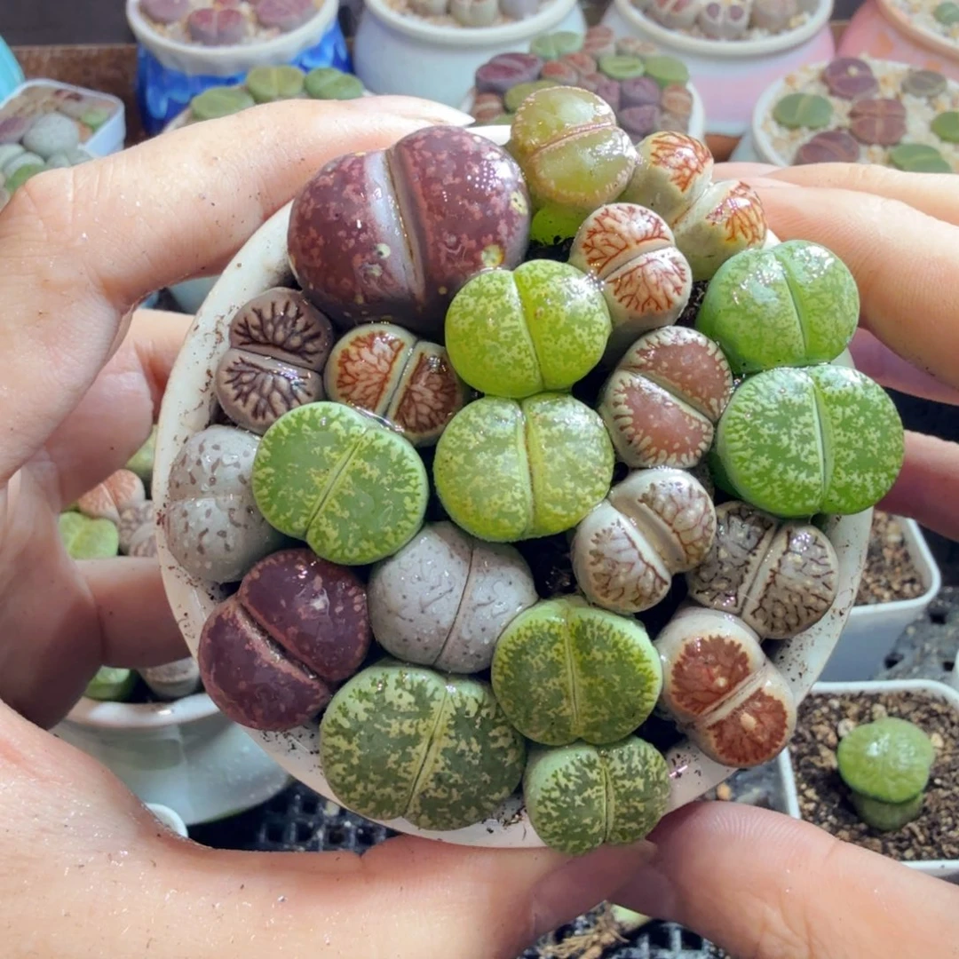 多肉葡萄的味道真的798