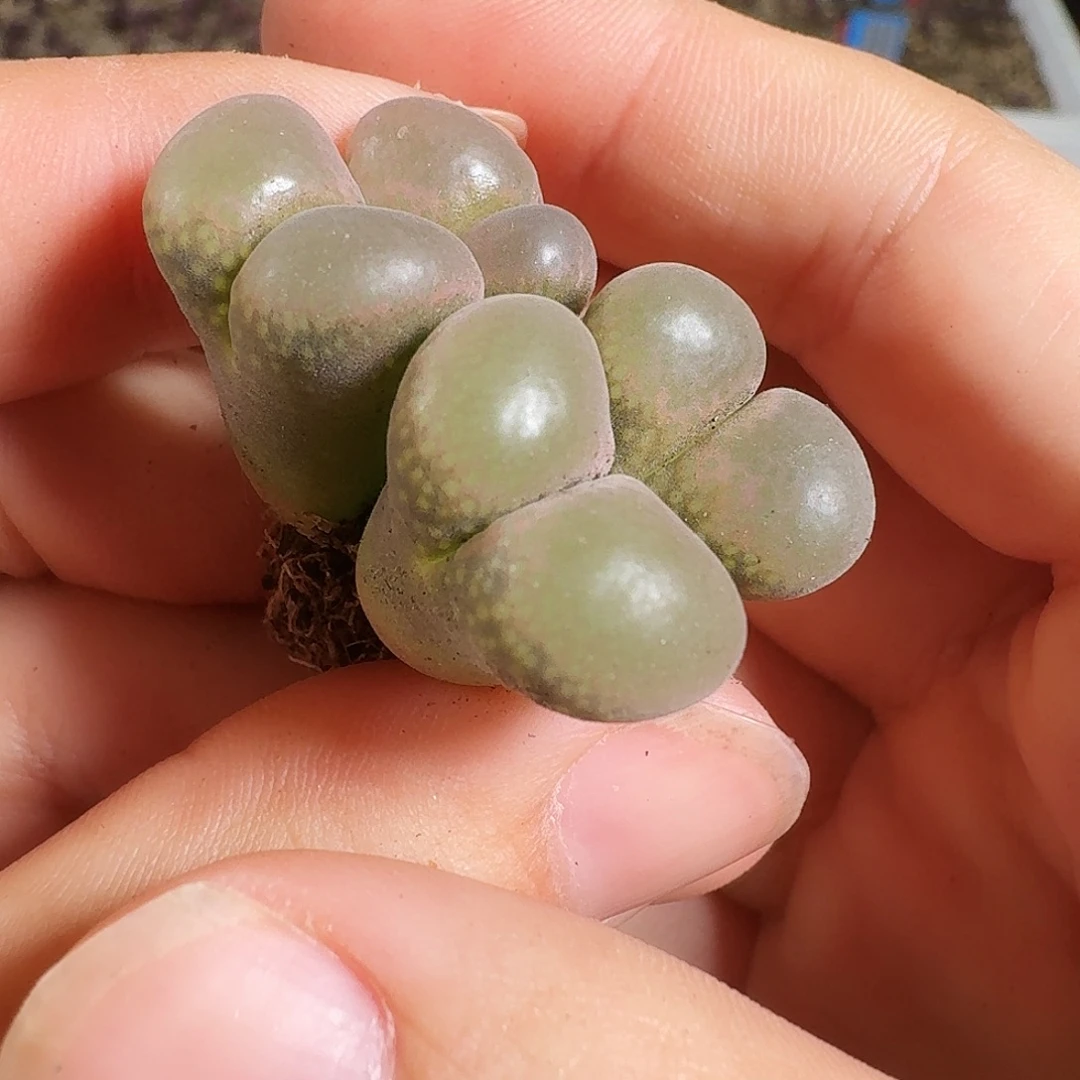 多肉植物福利风铃336