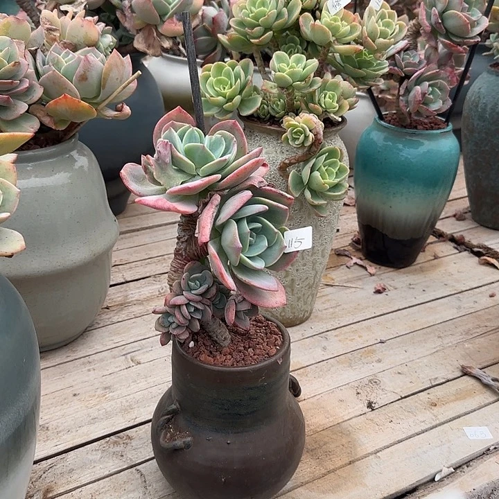 舞*115血凤脱土发货不退不换