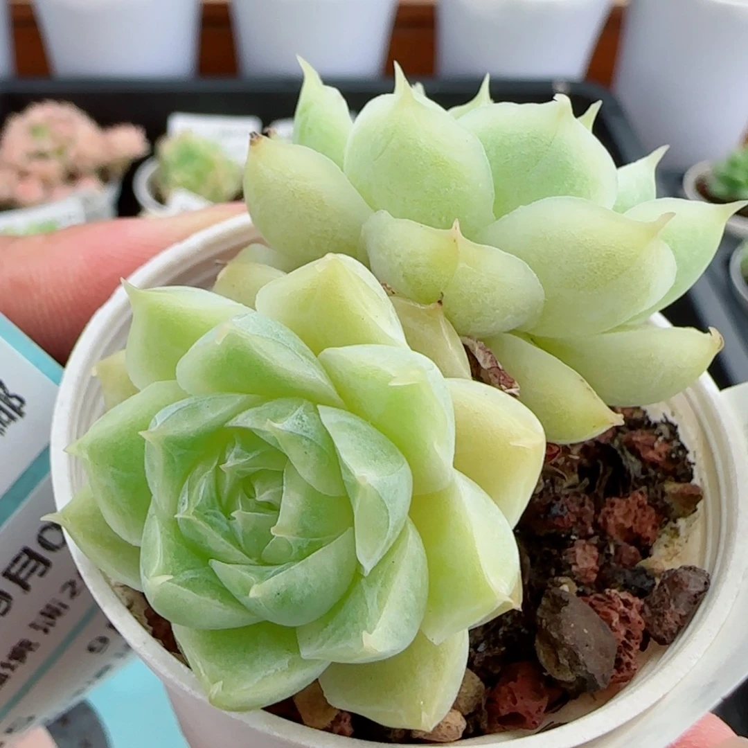 花语逸镜0904-93散