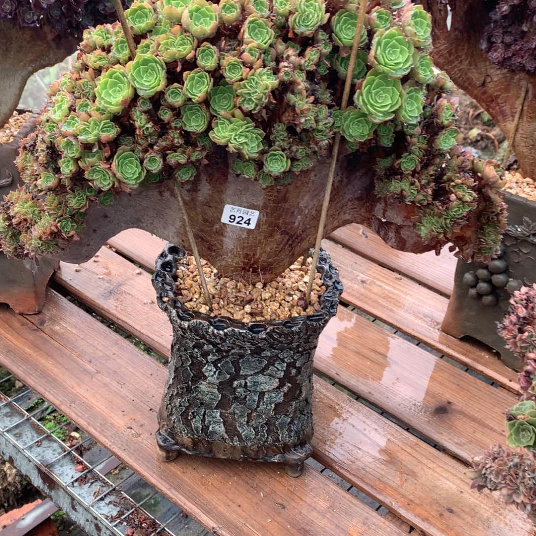 924万圣节朵朵一颗