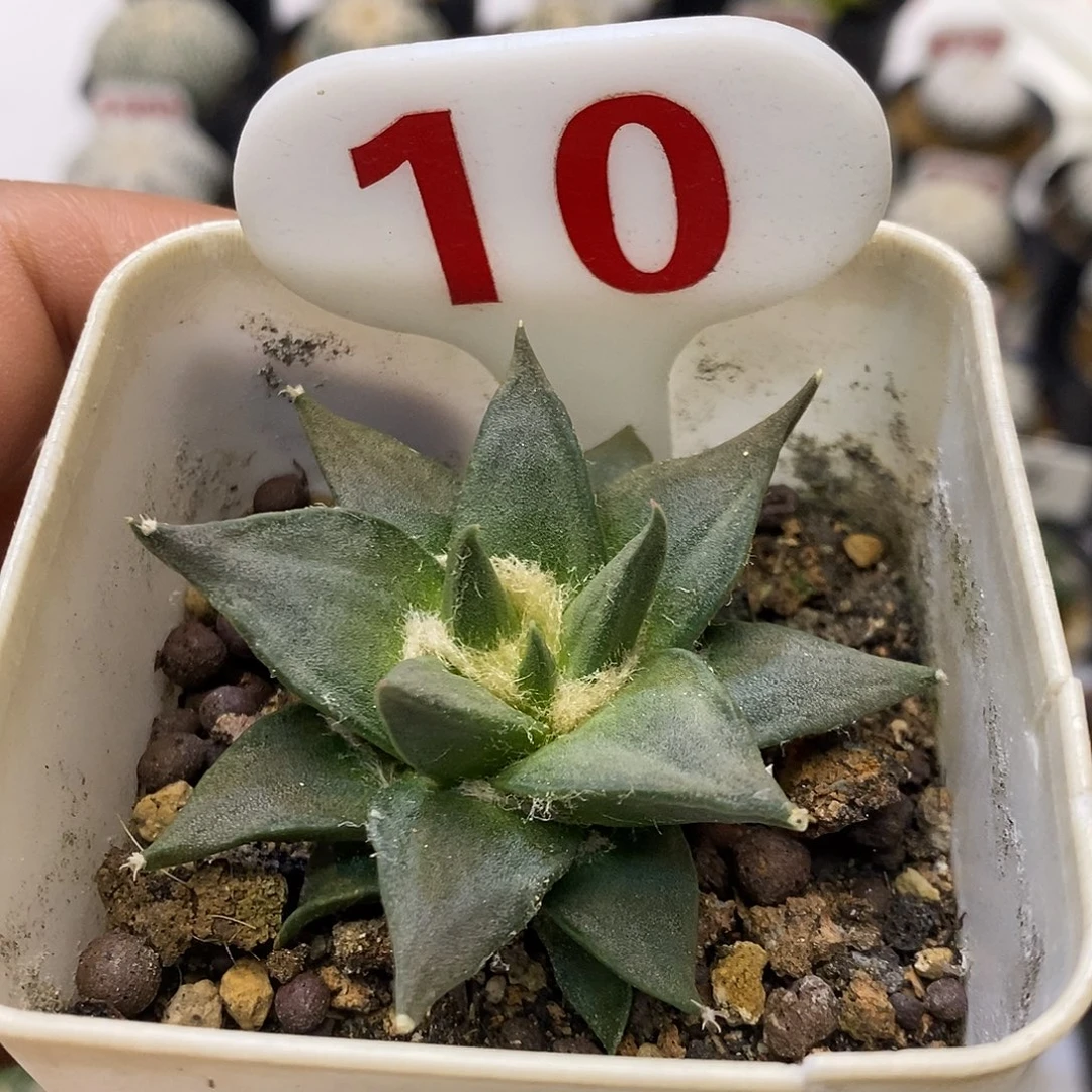 10福利特价来了哦耶
