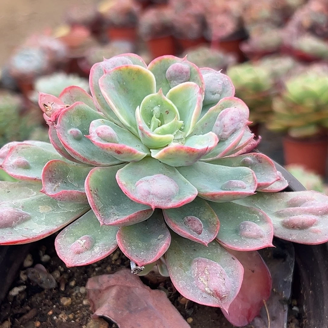 多肉植物雨滴单头