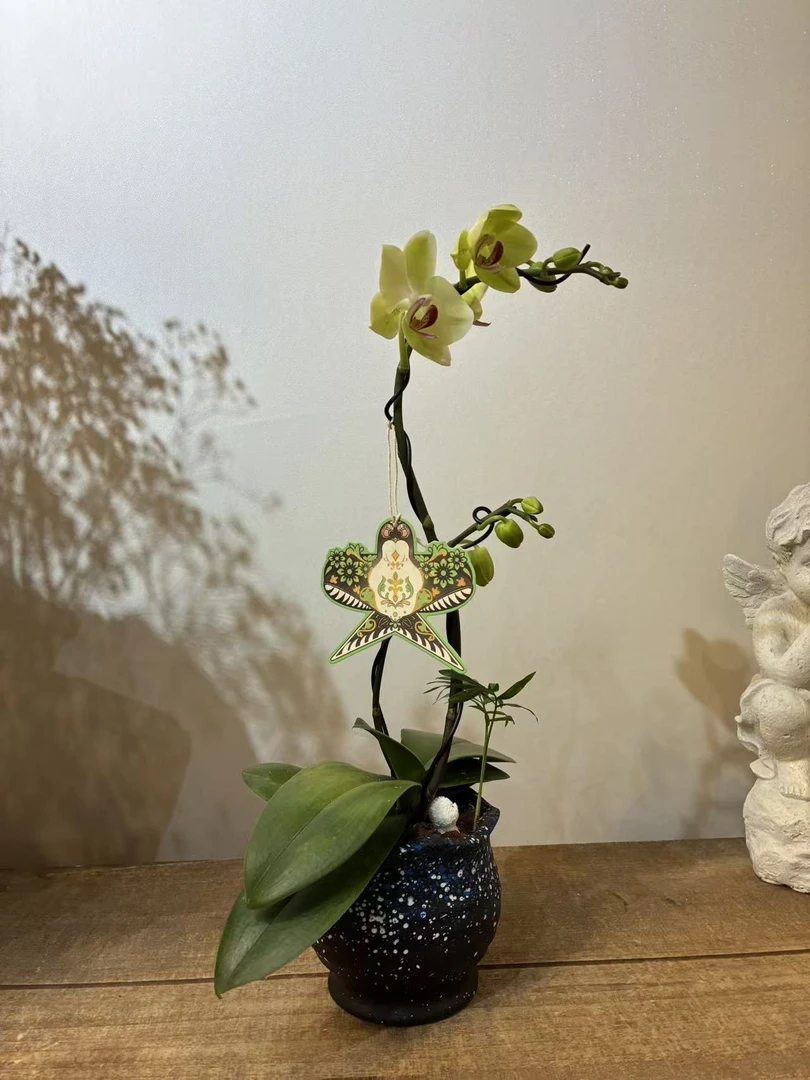 蝴蝶兰绿如意风筝双花剑盆景带侧枝微观植物铝线包裹