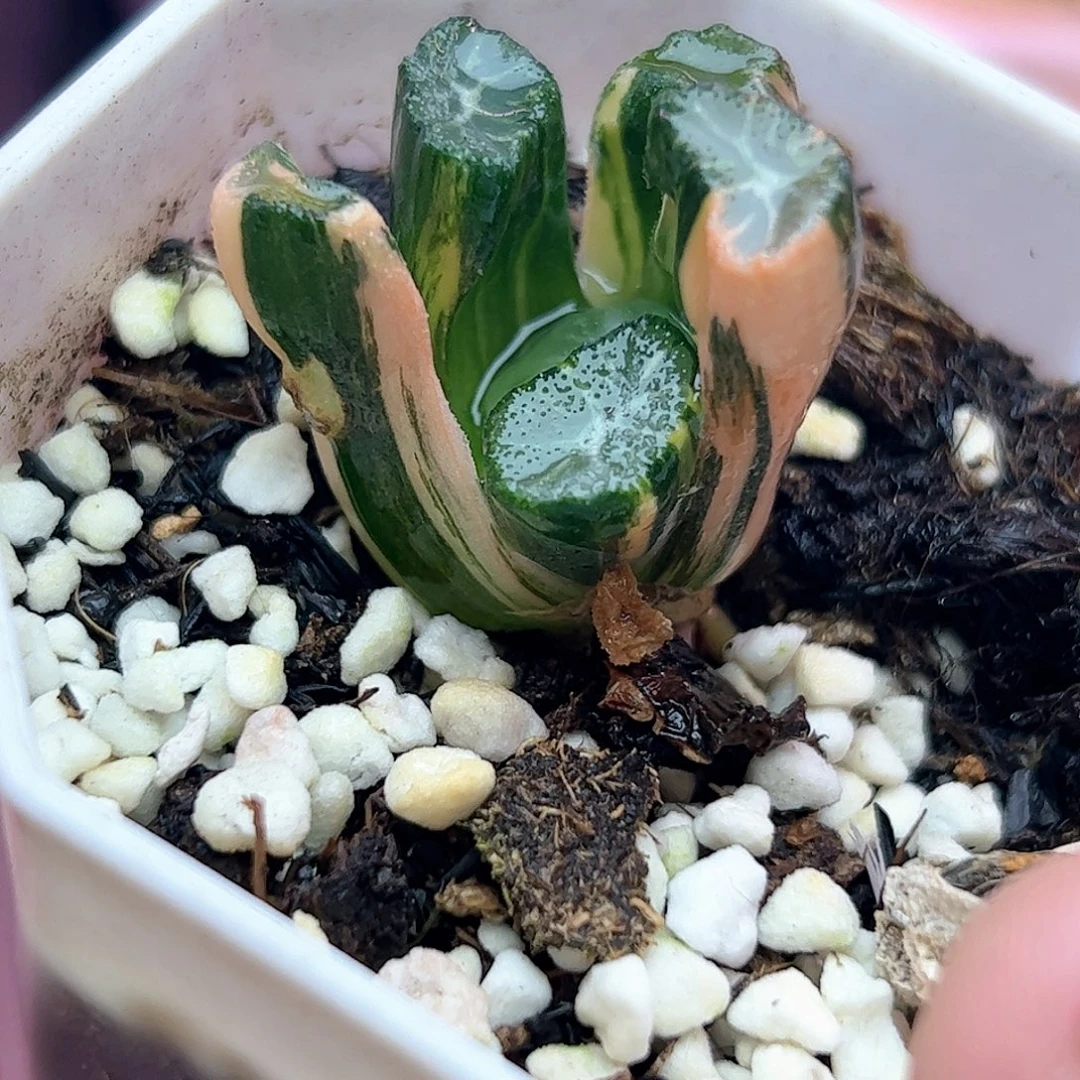 白妙锦十二卷多肉植物