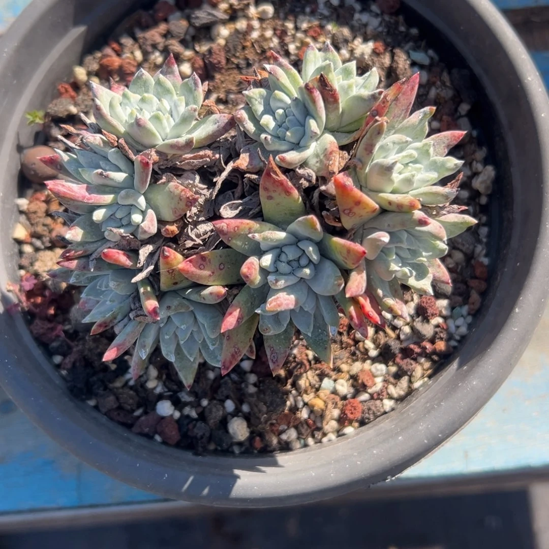 白雪，杂～一物一拍3098