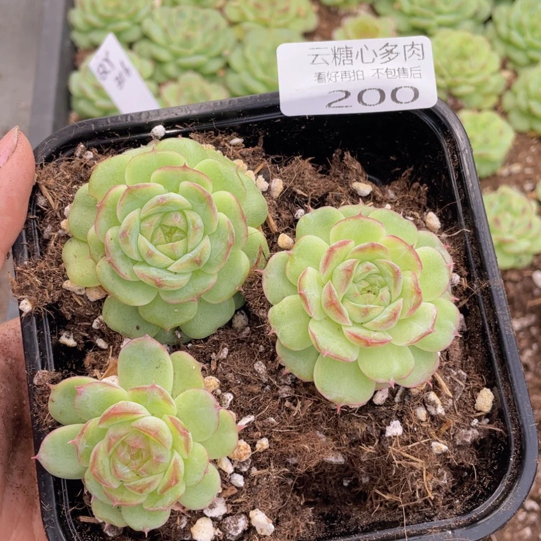 云糖心多肉植物200