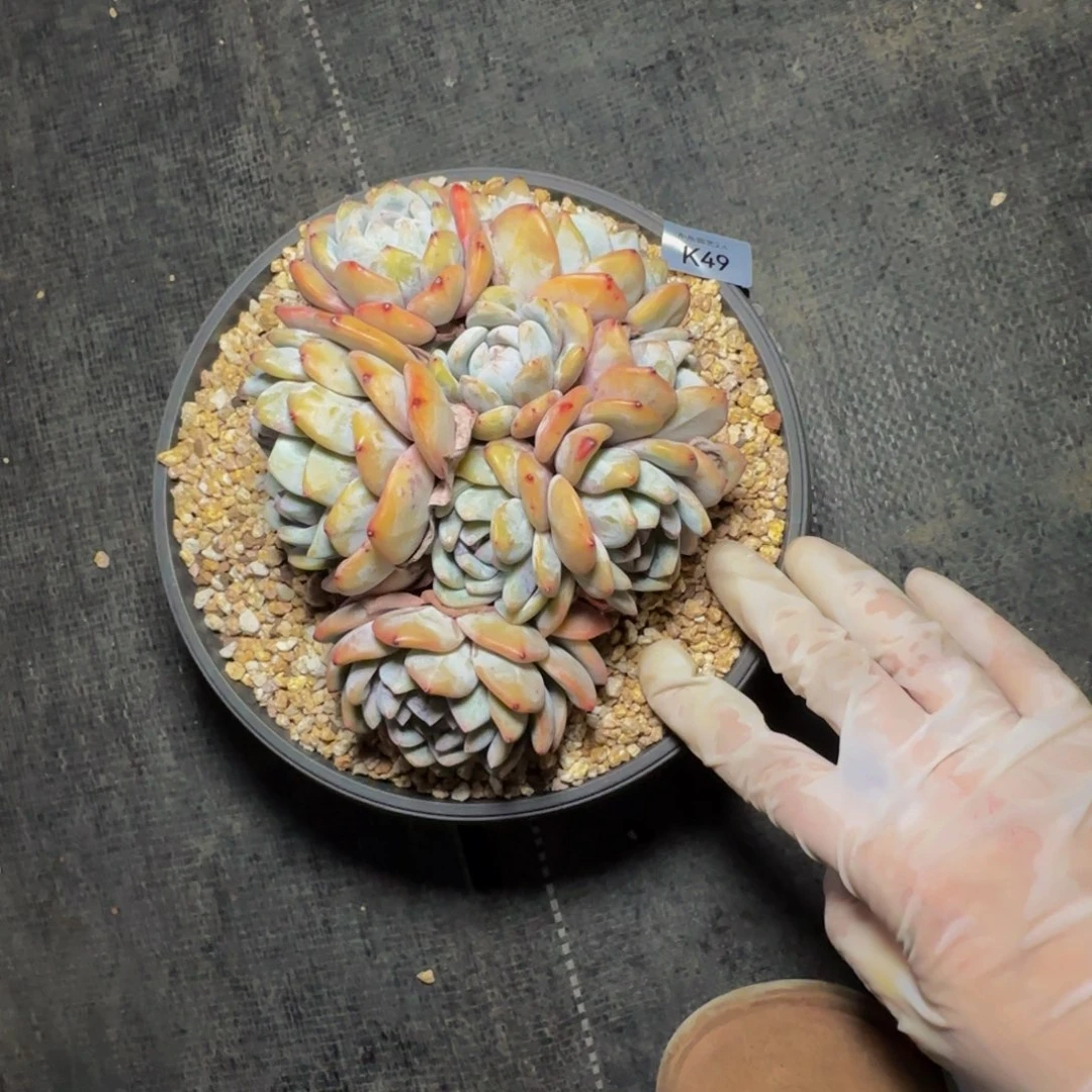 k k k k k k k k k 49