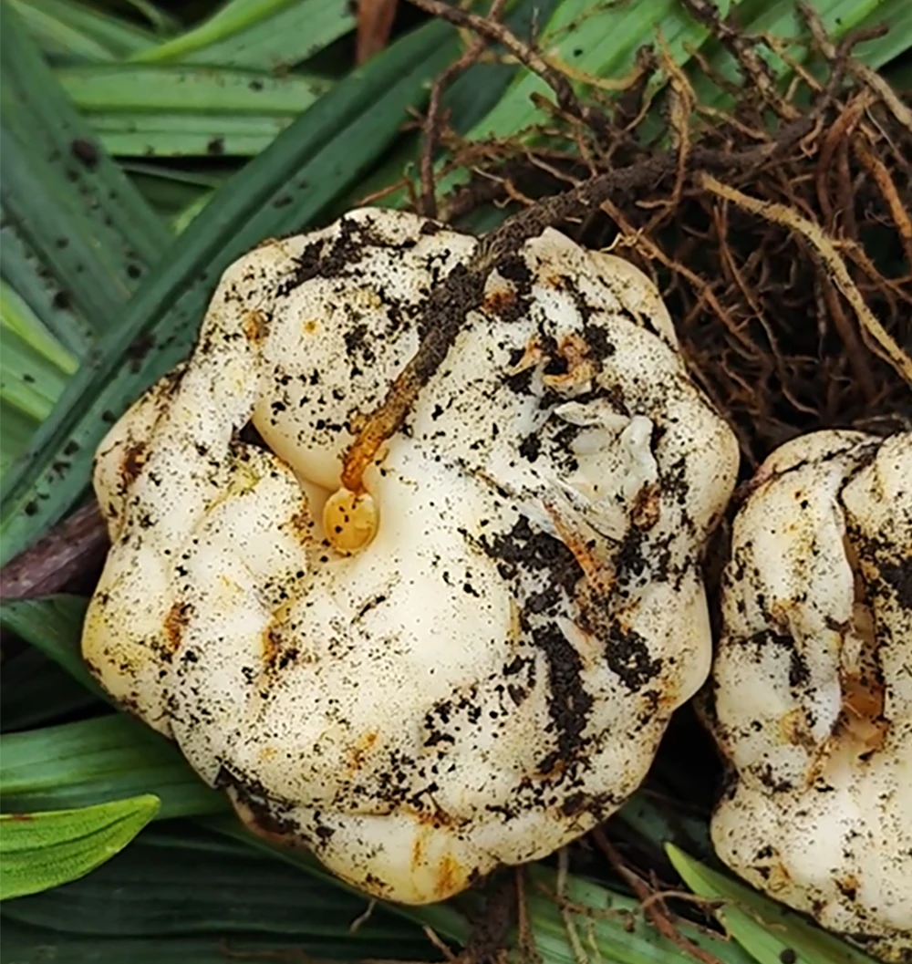 云南腾冲鲜百合食用百合新鲜高原山地种植新鲜百合