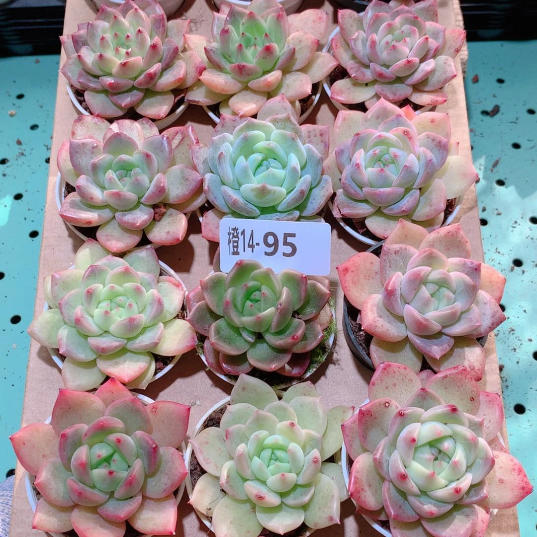 14-95一物一拍多肉带盆18颗