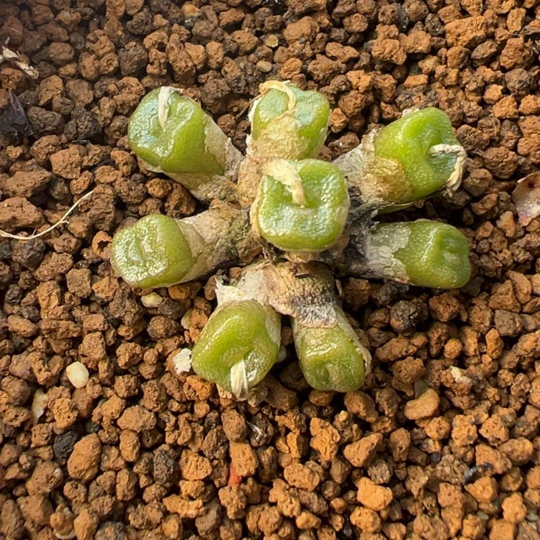 29-19肉锥多肉植物